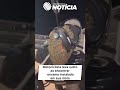 ENXAME DE ABELHAS TOMA CONTA DE MOTO E ASSUSTA TRABALHADOR