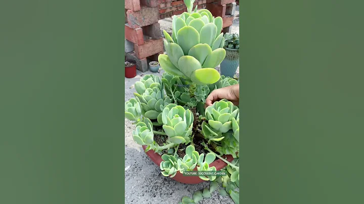 Useful tips for succulents 🪴 #다육이들 #suculentas #多肉植物 #succulents - DayDayNews