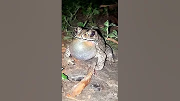 Singing Frog Shorts Ytshorts Shortvideo Youtubeshorts Frog Wildlife Nature FrogSoundAtNight 
