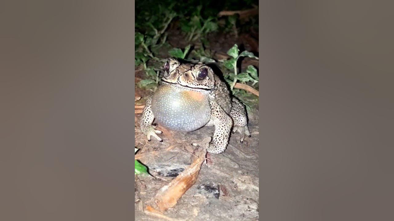 singing frog. #shorts #ytshorts #shortvideo #youtubeshorts #frog #wildlife #nature #FrogSoundAtNight