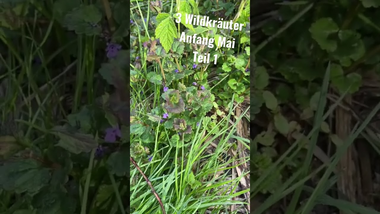 3 Wildkr&auml;uter, die du bestimmen k&ouml;nnen musst (Anfang Mai) | Teil 1