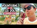 I volunteered at the soi dog foundation in thailand  amazing