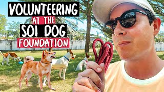 I Volunteered At The SOI DOG FOUNDATION In Thailand  (AMAZING)