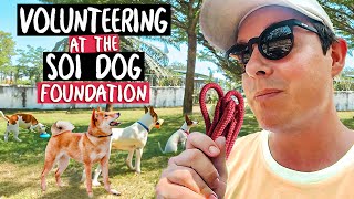 I Volunteered At The SOI DOG FOUNDATION In Thailand 🇹🇭 (AMAZING)