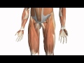 Muscles of the Thigh Part 2 - Medial Compartment - Anatomy Tutorial
