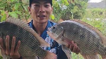 Bữa cá quấn ổ Rô phi giật cháy nách