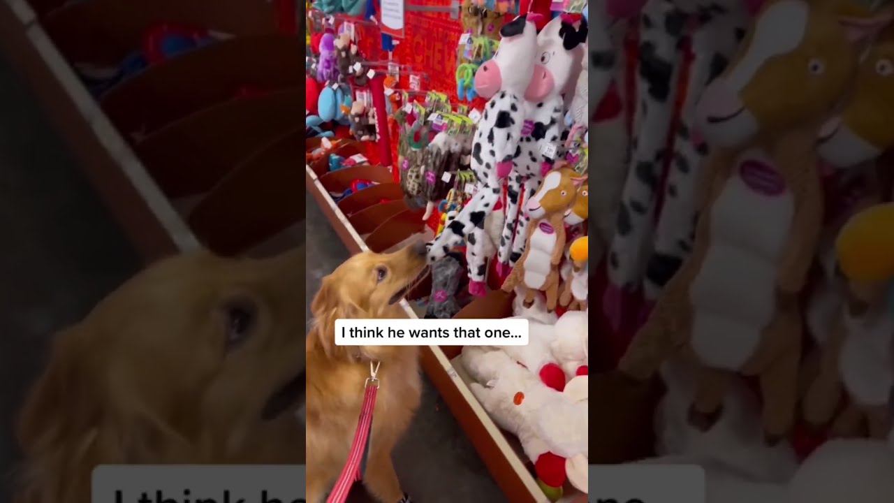 The Most Spoiled Dog On Internet Teddytuesday Puppy Goldenretriever