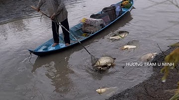 Kích cá với ông lão U80 trúng bầy cá chép khổng lồ | Fishing | Hương Tràm U Minh
