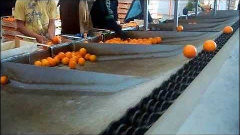 Γραμμές διαλογής, συσκευασίας εσπεριδοειδών - Citrus Sorting & Packaging Line_Novatec