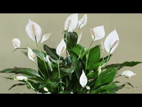 Video: Cvetje spathiphyllum - 