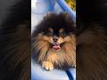 君だよ #ポメラニアン #かわいい犬 #MaverickThePomeranian