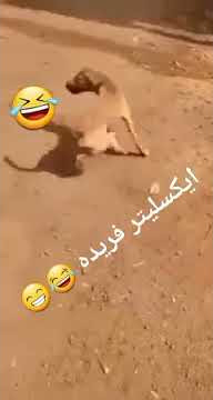 anjing ini kayak mesin dong Feng, pakai di engkol tangan 😂