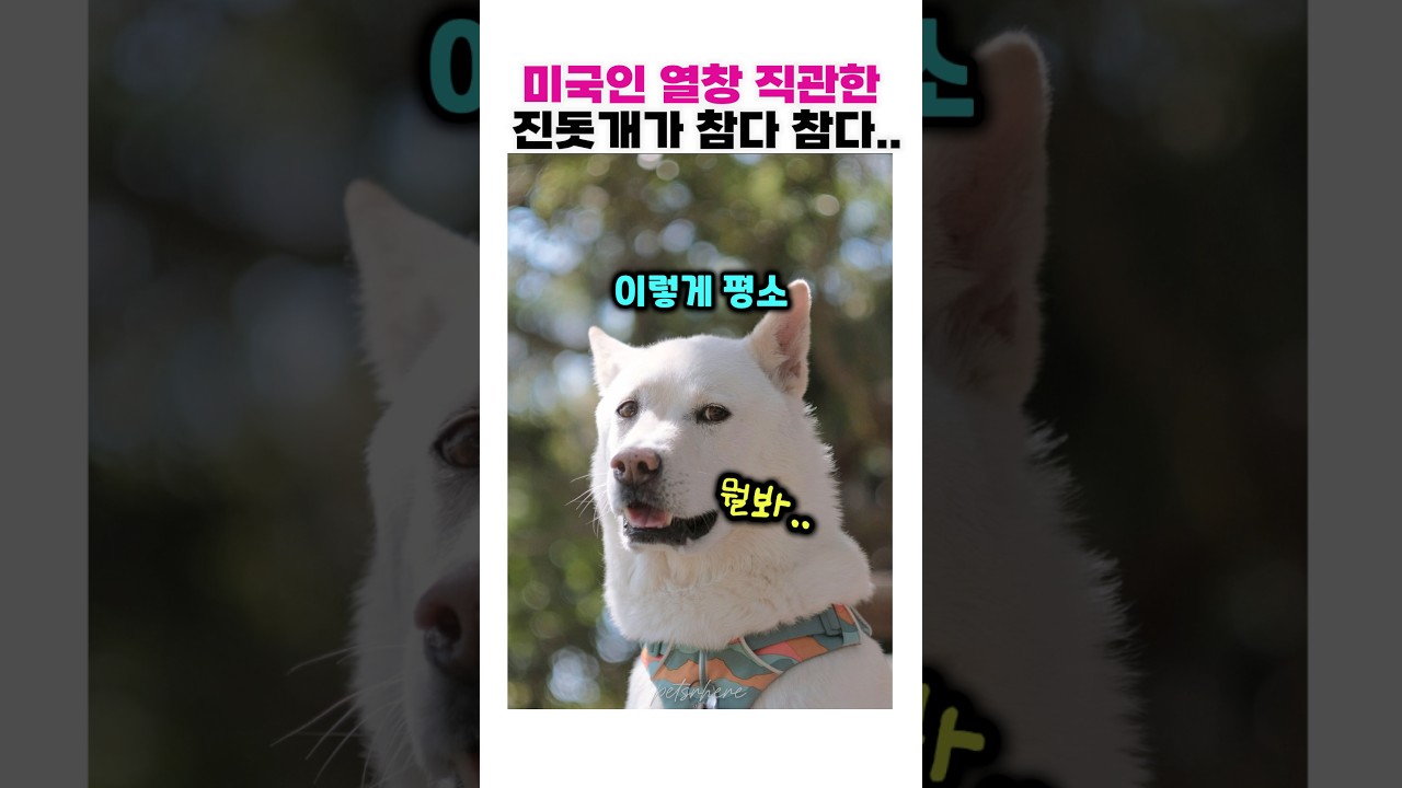 이건 좀 아니지 않나? 노래 부르는 미국 엄마 보는 진돗개 현실 반응 ㅋㅋㅋ😂