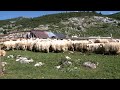 Bujku  dhentari nga isniqi isniqi n tre bjeshk dikur 5000 dele sot dy blegtor me 500 dele