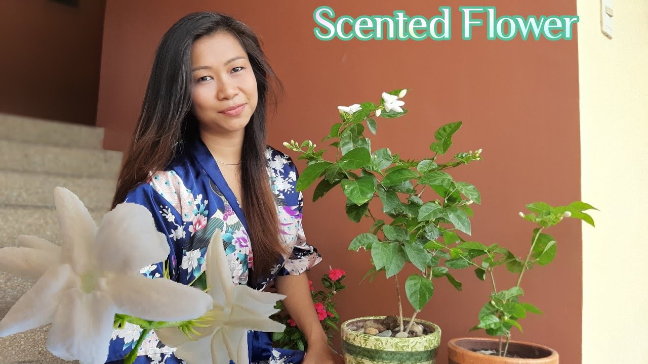 4 WAYS - Get MAXIMUM Flowers on Arabian Jasmine Plant 