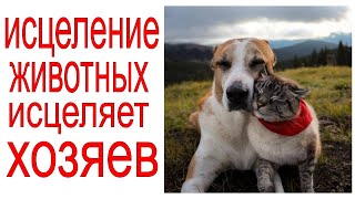 Исцеление домашних, бездомных и диких животных. Просто включайте для исцеления.