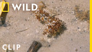 Ingenious fire ants create a life raft to escape flooding | Biscayne | America's National Parks