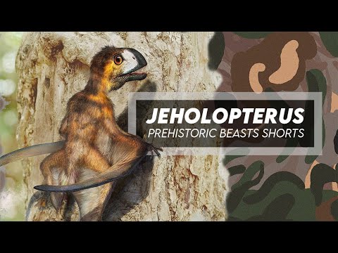 Jeholopterus - Small Anurognathid Pterosaur