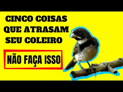 Vídeo: Como Pegar Poleiro No Inverno