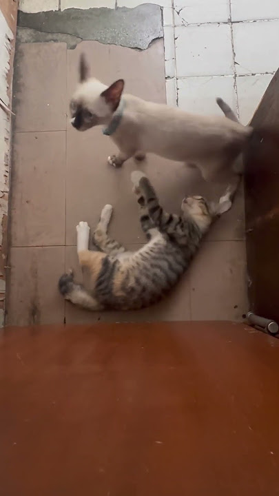 #AnakKucingJiran#Cute#cat#shortvideo#animallovers#catlovers