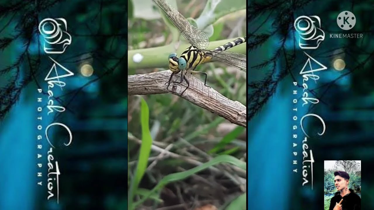Photography Of The Dragonfly || Vyadh Patang Videography ||2021
