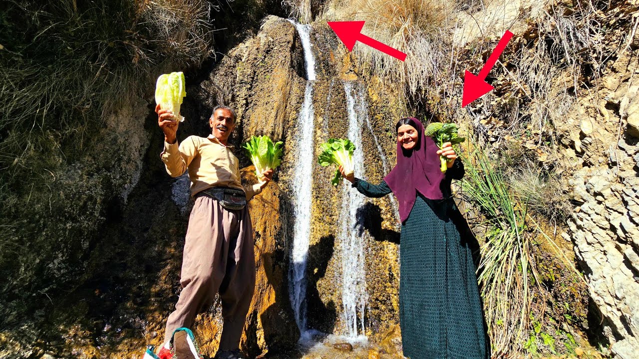 Mountain plant that cures stomach ache! Picked by a nomadic couple: and mountain lettuce