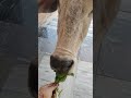 #song #sorts #music #cow #gaai #funnyanimals