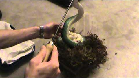 Taking the eggs from a Green Tree Python. (Sapphire, mother of the Black Pearls!)