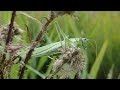 Grote groene sabelsprinkhaan/Great green bush cricket (Tettigonia viridissima)