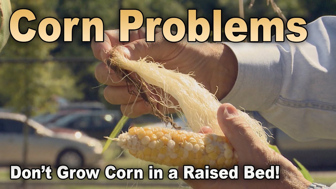 Sweet Corn in Raised Beds - Probably Not a Good Idea