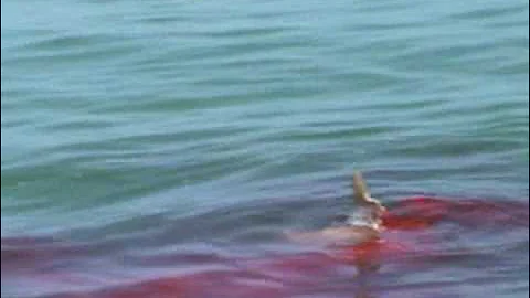 Hammerhead Attacks Tarpon