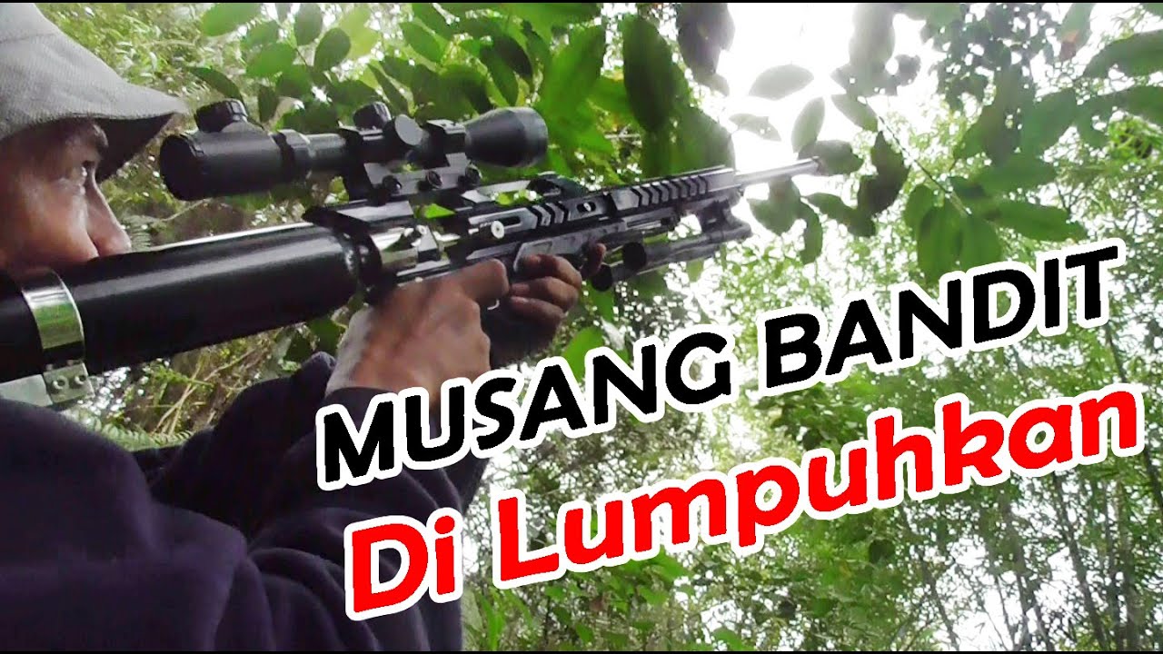 MUSANG BANDIT Di LUMPUHKAN 
