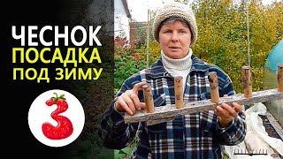 ЧЕСНОК ПОСАДКА ПОД ЗИМУ секреты, особенности грядки