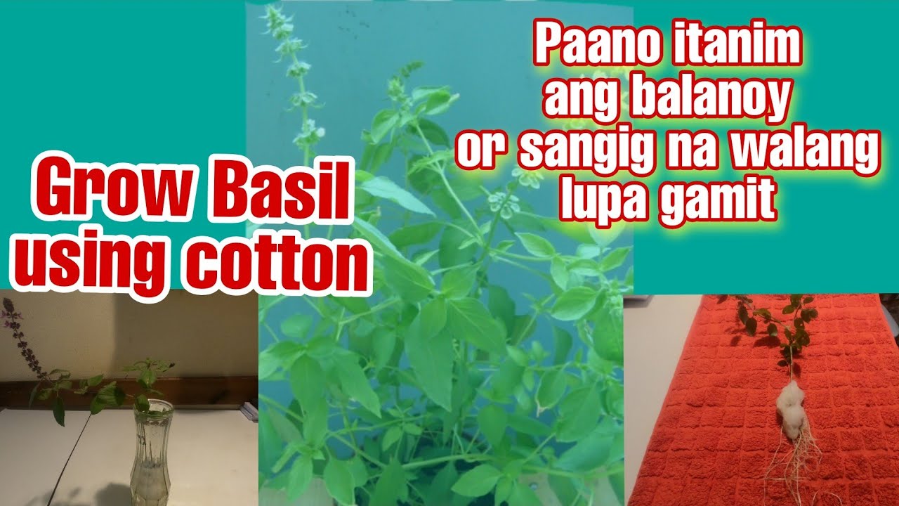 Grow Lemon Basil without soil // Sangig sa bisaya // - YouTube