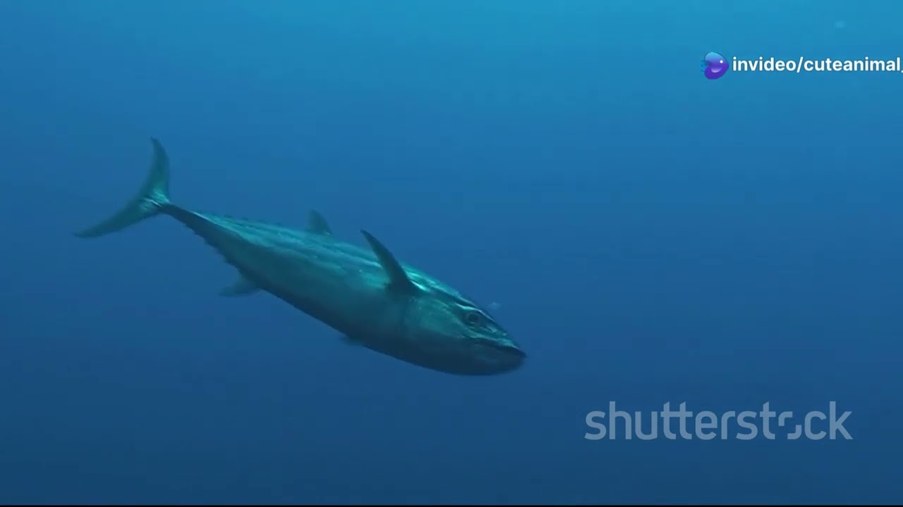 The Vibrant Life of Portugal’s Marine Reserves: Exploring Underwater Ecosystems 