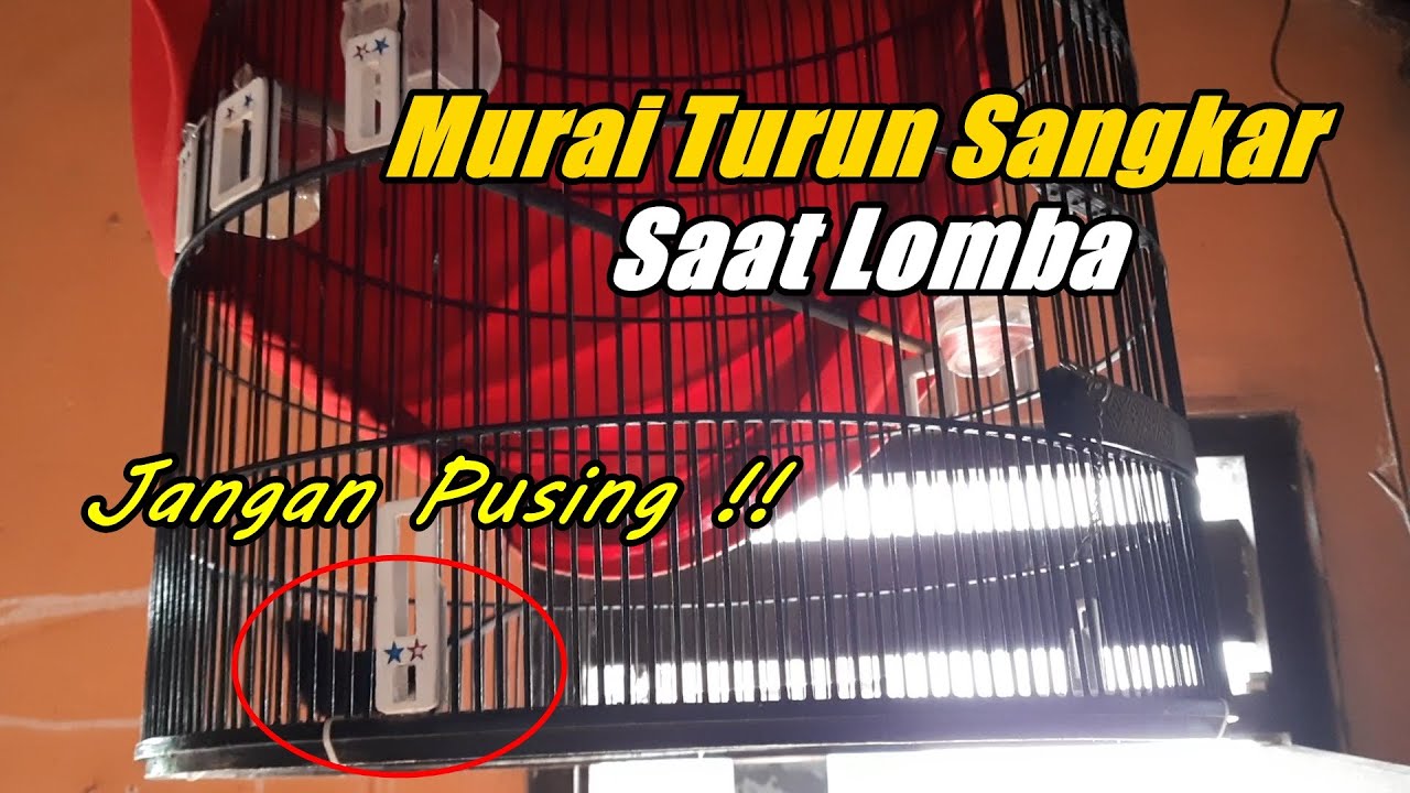 Cara mengatasi murai sering turun ke dasar sangkar saat lomba
