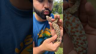 Paradox Tokay Gecko 😮 #tokaygecko