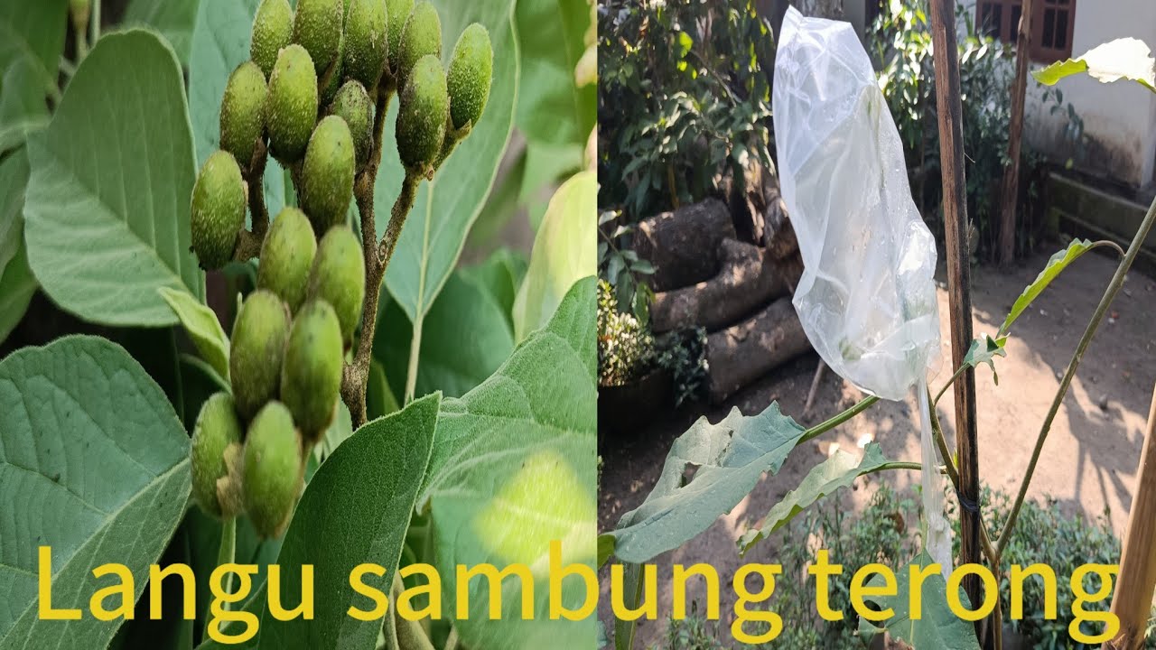 Cara Okulasi Terong Sambung Langu