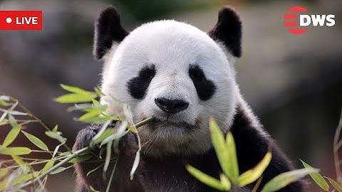 LIVE: Giant Pandas Huan Huan and Yuan Zi Return to China from France | AO1E