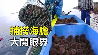 海膽的秘密出海捕撈一人一天數百斤