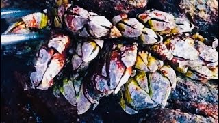 Barnacles cleanup - satisfying (Episode 553 )