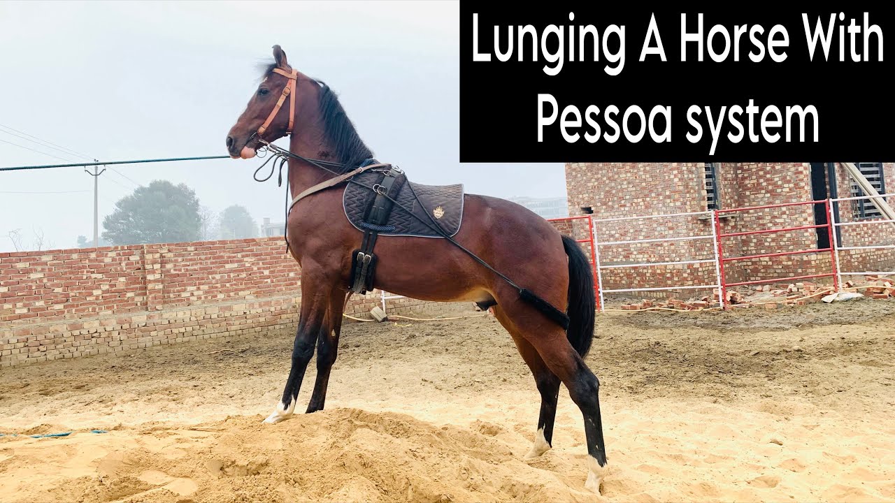 Lunging A horse With Pessoa training System 🐎 