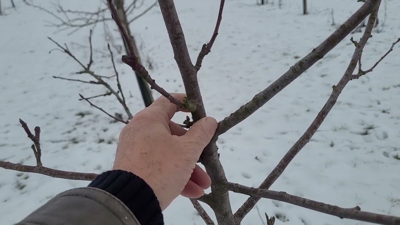 Şubat bahçede bakım işlemleri 