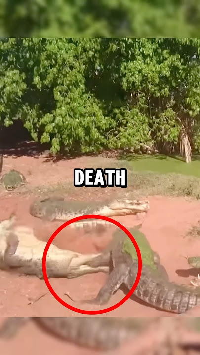 Terrifying alligator death roll😰#shorts #animals