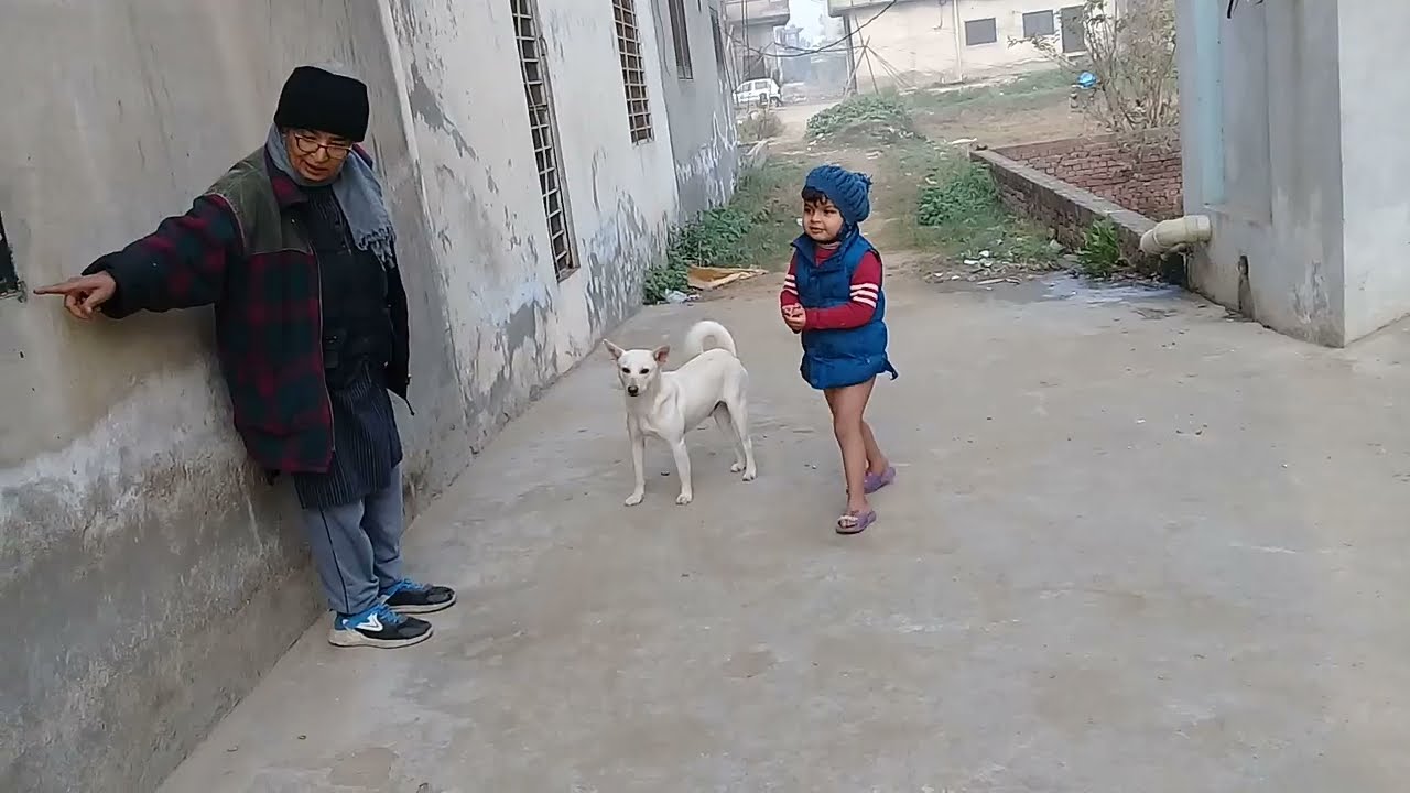 Crows/Eagles/Russian dog eating chicken heads/peanuts/dog barks on eagles/plays with kids anime usa