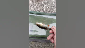 This Fish Is For Aron Bro I Fofvet How To Spell AzztecMedia36787 