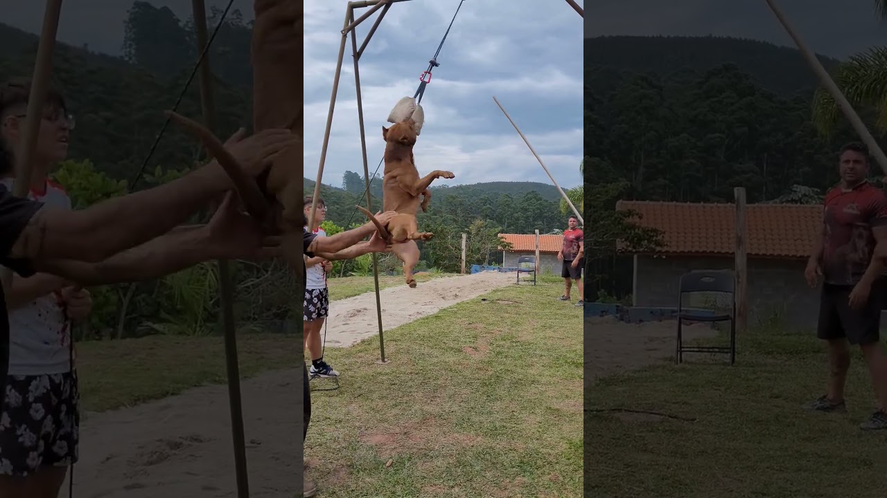 Spartacus Nova geração #dog #pitbull #viral #fy