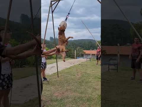 Spartacus Nova geração #dog #pitbull #viral #fy