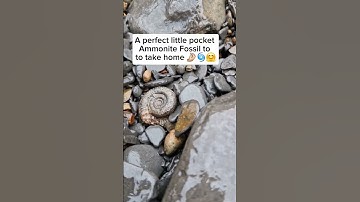 Beach prepped Ammonite amongst the pebbles! 🤩 #fossilhunting #fossils #shorts #coast #rock #ammonite
