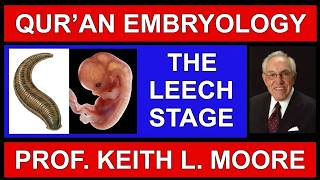 Qur'an Embryology: The Leech Stage | Dr Keith Moore